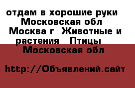 отдам в хорошие руки - Московская обл., Москва г. Животные и растения » Птицы   . Московская обл.